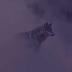 a wolf standing in the fog with his head turned to the side