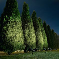 a row of trees in the middle of a grassy field at night with bright lights shining on them