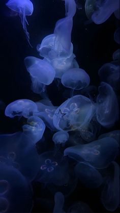 many jellyfish are swimming in the water