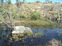 there is a large rock in the middle of the water and plants growing on it