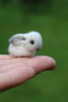 a tiny white animal sitting on top of a persons hand