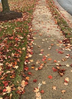 the sidewalk is covered with leaves and has no cars on it