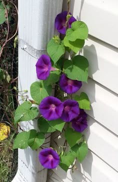 purple flowers growing on the side of a white house next to a yellow fire hydrant