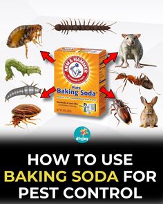 how to use baking soda for pest control in the house and garden with pictures on it