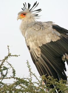 a large bird standing on top of a tree