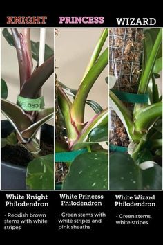 four pictures showing different types of plants with labels on them that read, knight princess and white princess