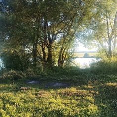 the sun shines through the trees and leaves on the grass by the water's edge