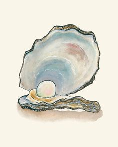 an oyster shell on a white background with watercolor and ink drawings by artist susan grisell