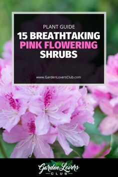 pink flowers with the words plant guide 15 breathtaking pink flowering shrubs