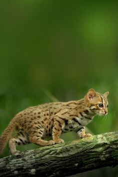 a small cat walking on top of a tree branch