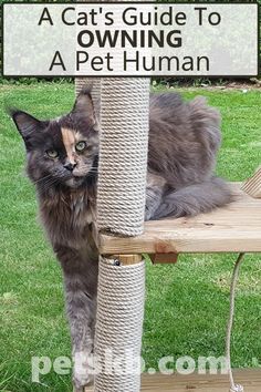 a cat sitting on top of a scratching post with the caption, a cat's guide to owning a pet human