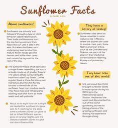 the sunflower fact is shown in this poster