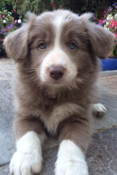 a brown and white puppy laying on top of a stone floor next to flowers in the background