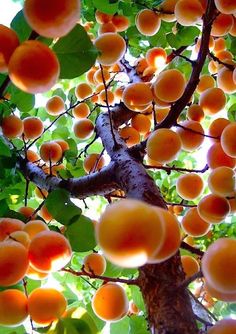 an orange tree with lots of ripe fruit on it's branches and green leaves