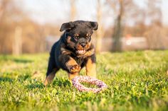 Rottweiler, Rottweiler puppy, Rottweiler puppies, american kennel club, Rottweiler grooming, Rottweiler tips, Rottweiler  facts, Rottweiler grooming, dog grooming, puppy training tips, Rottweiler fun facts, Rottweiler trivia, Rottweiler training, dog trivia, Rottweiler Training, Domestic Cat Breeds, American Kennel Club, Large Dog Breeds