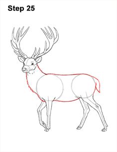 how to draw a deer step by step