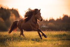 a brown horse running through a field with trees in the background