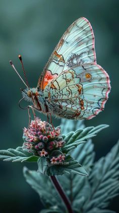 a butterfly sitting on top of a flower