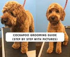 two pictures of a dog grooming it's hair with the caption, cockapo grooming guide step by step with pictures