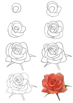 a drawing of different types of roses