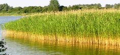 an elephant standing in the water next to some tall grass and trees on either side