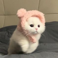 a white cat wearing a pink hat on top of a bed