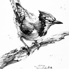 a black and white drawing of a bird on a branch