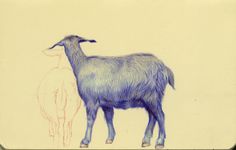 a drawing of a goat standing next to another animal