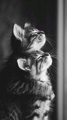 two kittens playing with each other in black and white photo, one looking up at the sky