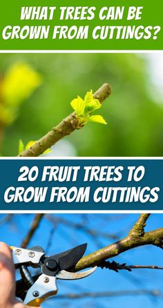 a person cutting branches with scissors and text that reads, what trees can be grown from cutting