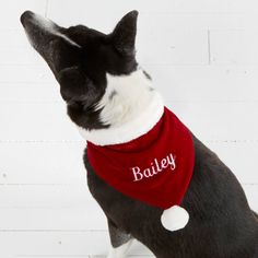 a black and white dog wearing a red bandana with the word bailey on it