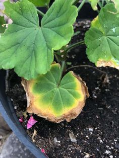 a close up of a plant in a pot with dirt and leaves on the ground