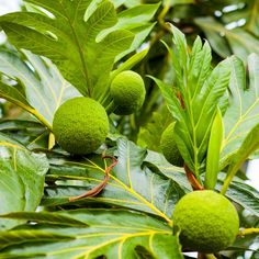 some green fruits are growing on the tree