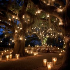 candles are lit in front of a large tree with many lights hanging from it's branches