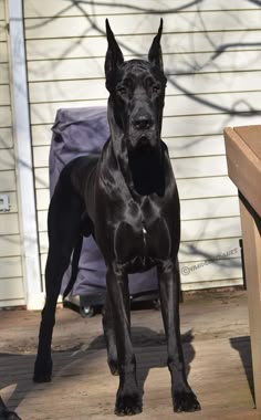 a large black dog standing on top of a wooden floor next to a building with white siding