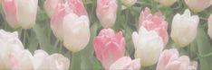 many pink and white tulips are blooming together