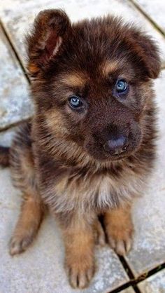 a brown and black puppy sitting on top of a tile floor next to blue eyes