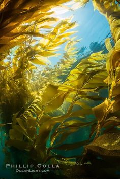 an underwater view of seaweed in the ocean with sunlight coming through it and blue water