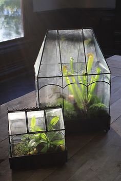 two glass containers filled with plants on top of a wooden table