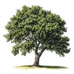 a drawing of a tree with green leaves on the top and bottom branches, in front of a white background