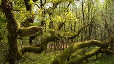 moss covered trees in the middle of a forest