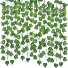 green ivy leaves are arranged on a white background