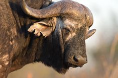 an animal with very large horns standing in the grass