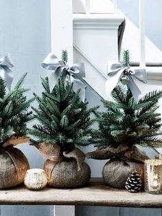 three small christmas trees in burlap bags on a wooden shelf with pine cones