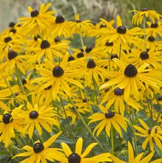 many yellow flowers with black centers in the middle and green leaves on the bottom right