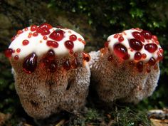 two red and white mushrooms on the ground with moss growing around it's edges