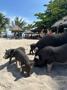 three pigs are standing in the sand at the beach