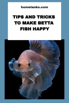 a fish with the words tips and tricks to make betta fish happy