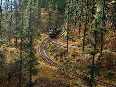 a train traveling through a forest filled with lots of tall trees and grass on top of it