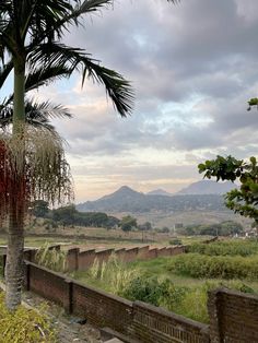 a palm tree sitting on the side of a road next to a lush green field